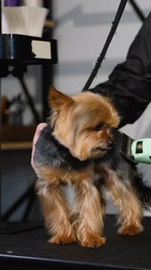 Hundefriseur trimmt einen Yorkshire Terrier mit einer professionellen Haarschneidemaschine