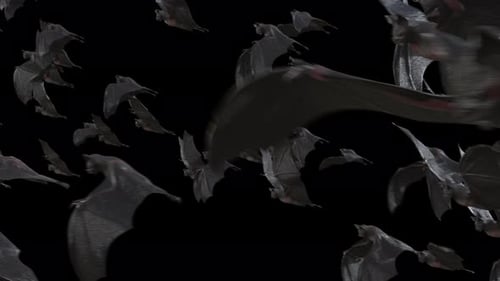 Dark Swarm of Flying Bats Halloween VFX Overlay