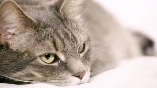 Die schlafende Tabbykatze in UHD wird von etwas mit weißem Hintergrund erschreckt und geweckt