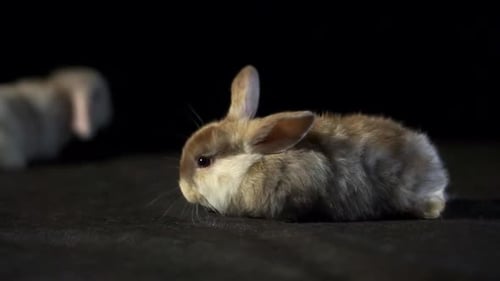 Close Up Portrait Of An Adorable Baby Lop Rabbit With White And Brown Fluffy Fur Wriggling Its Nose