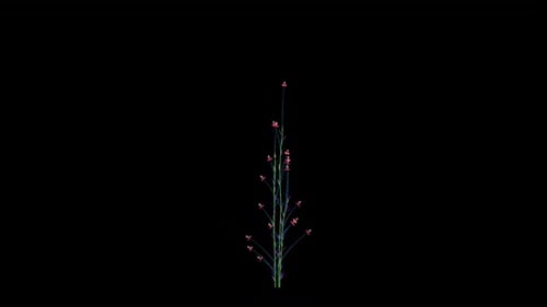 Animated Growing Plant with Blooming Flowers