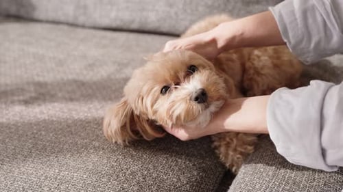 Person Petting Small Dog on a Couch