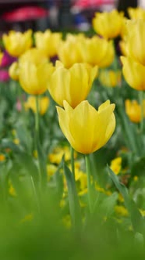 Field with Yellow Tulips Spring Flowers