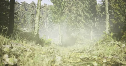 Misty Forest Path in the Early Morning with Lush Greenery and Sunlight