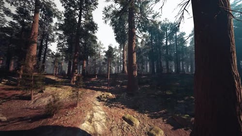 Immersive Walk Through a Serene Forest Landscape