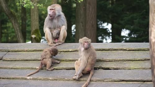 Male baboon watches, gaping, as the little baboons plays
