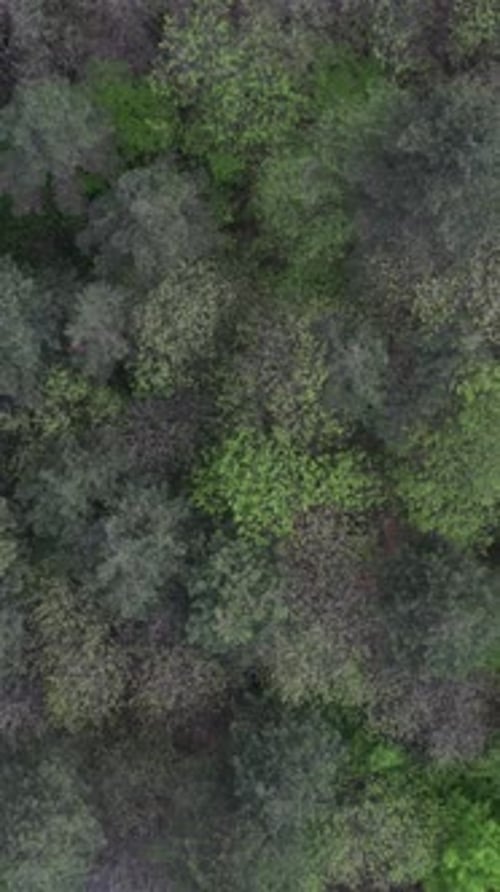 Vue aérienne de toutes les nuances de vert