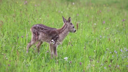 Young wild roe deer in grass, Capreolus capreolus. New born roe deer, wild spring nature.