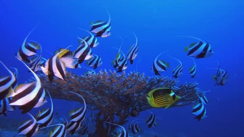 Coral Reef Scene Banner-Fish