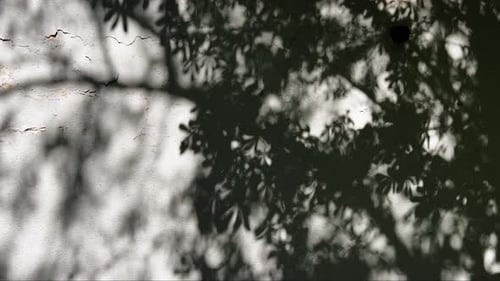 Tree casting a shadow on white wall in summer morning