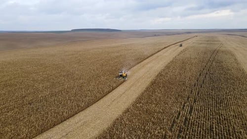 Harvesting Corn in the Field Harvest Concept