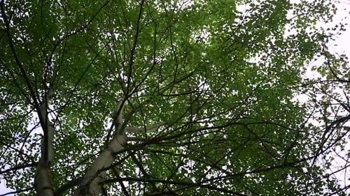 Bottom view of beautiful crown of green tree