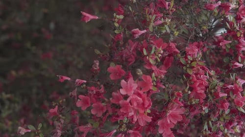 Pink Flowers Blooming on Bush in Natural Light