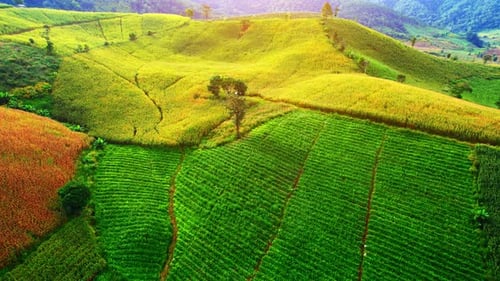Aerial View of Rural Terraced Green and Yellow Farm