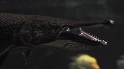 Alligator gar, Atractosteus spatula in dark water