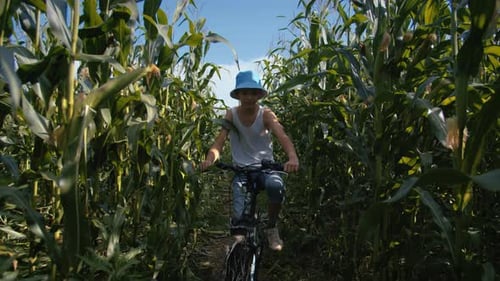 Child Biking Through Lush Green Cornfield