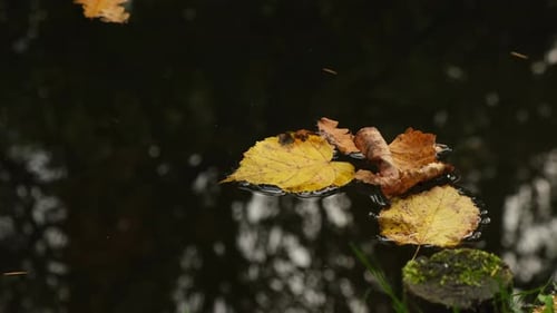 Herbstblätter schwimmen auf der Wasseroberfläche Gefallene Herbstblätter auf der Oberfläche des Sees der Natur