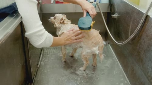 Woman Washes a Soapy Dog in a Basin