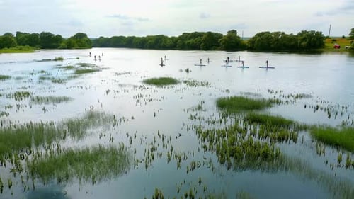 Aerial drone view of multiple people doing standup paddleboarding on the Dniester in Moldova. Lush f