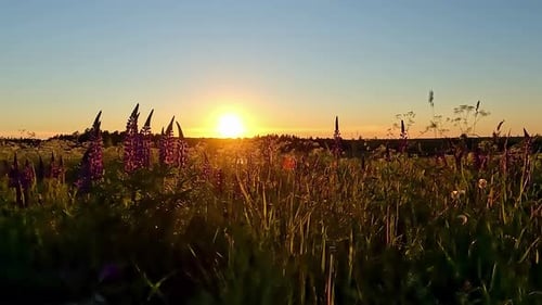 A Time Lapse Shot Of A Colourful Sunset View At A Floral Landscape In The Country
