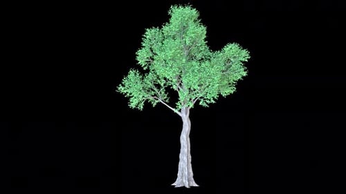 Ceiba-Baum