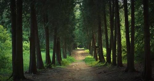 Peaceful Dirt Path Through Dark