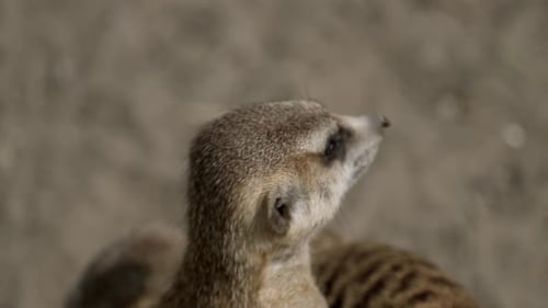 Erdmännchen steht auf seinen Hinterbeinen und betrachtet seine Umgebung - Nahaufnahme slowmo