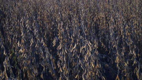 Soybean field at dusk