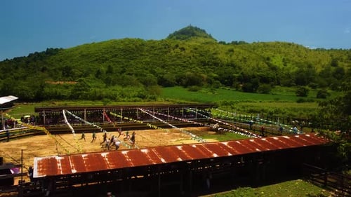 Drone shot of running cowboys toward cattles on a rodeo competition