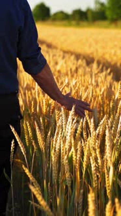 Man Walks Through Wheat Field on Sunny Day