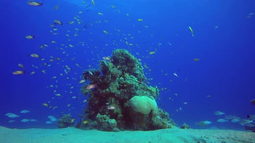 Reef Coral Garden Underwater
