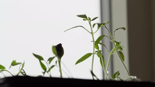 Organic Plant Seedlings Growing Indoor. Close-up Shot
