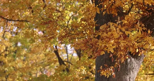 Close Up of Fall Leaves Blowing in the Wind in 4K.