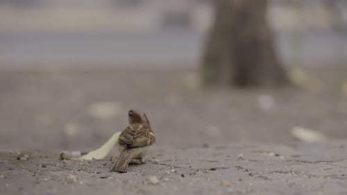 Sparrow Stands and Flies Away