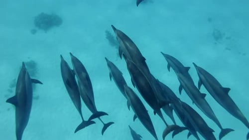 Group of dolphins swimmind above sand seabed, Top view