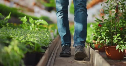 Person Walking Through Lush Greenhouse of Tropical Plants