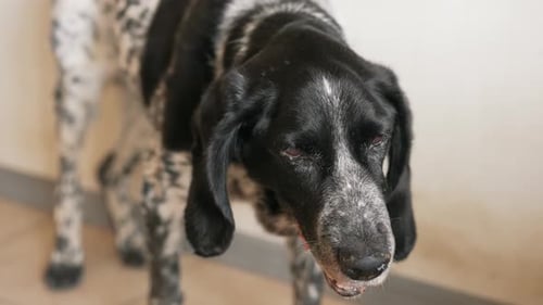 Old Dog with Shortness of Breath