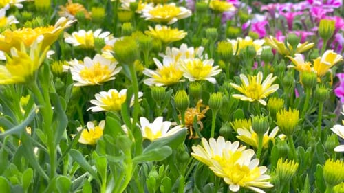 Beautiful flowers with yellow and white petals blooming in the garden on a bright day