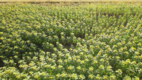 aerial sunflowers fields