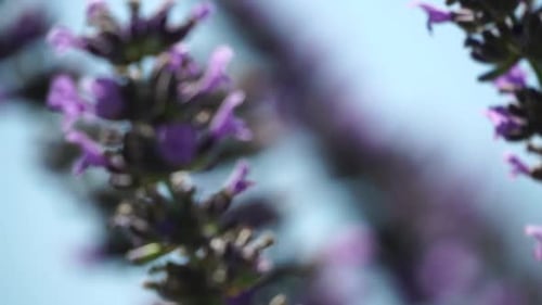 Bumblebee on a Lavender Flower in the Garden in the Rays of Sun Bees Meticulously Collecting Pollen