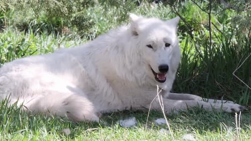 White Arctic Wolf panting in the heat out of place in boreal forest