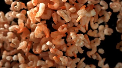 The Shrimp Fly Up and Fall Down Filmed on a Highspeed Camera at 1000 Fps