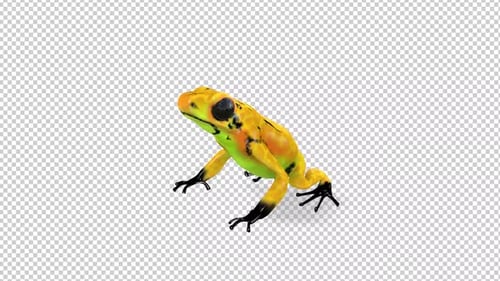3D Yellow Frog Blinking Animation with Alpha Channel