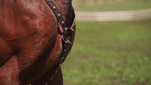 Ceintures en cuir avec rivets et boucle sur la poitrine du cheval sur le terrain