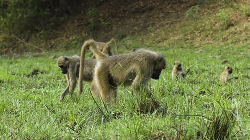 Group of chacma baboons foraging on the lush green bank of a river. Among the group, there are two j