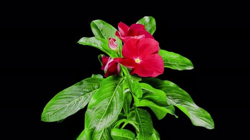 Red Flowers with Green Leaves against Black Background