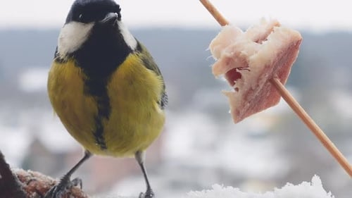 Great tit eats a piece of bacon and salo against the backdrop of a winter landscape.