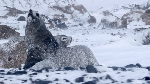 Seals Standing in Snowy Winter Landscape