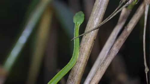 Sabah Bamboo Pitviper (Trimeresurus sabahi) crawling on a dry tree branch. Green pit viper in Fraser