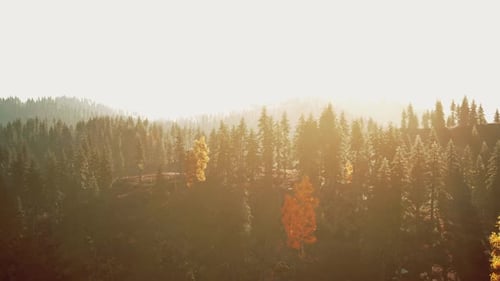 Sunlight Streaming Through the Trees in a Beautiful Forest